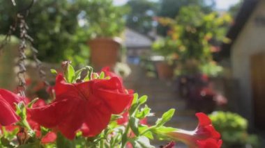 Kırmızı çiçekli bir asma kabından tavanarası olan iki katlı bir Avrupa konut binasına aktarılmış. Taş merdivenleri, çiçekleri ve bitkileri olan güzel bir bahçe. Güneşli bir gün.
