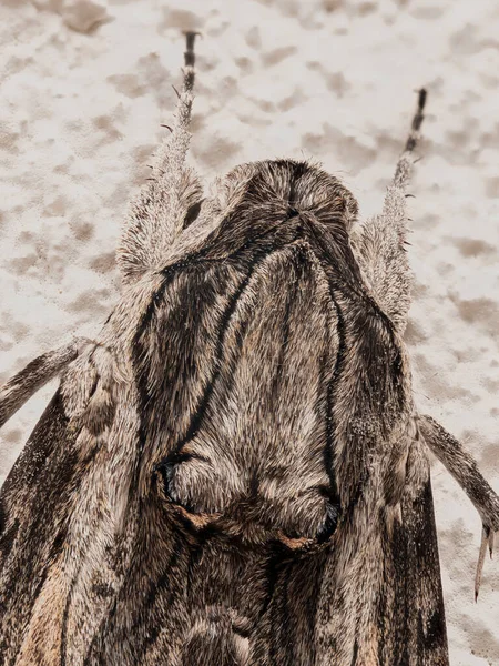 Supermakro Porträt Eines Falkenmotten Auf Einer Weißen Strukturierten Wand Makro — Stockfoto