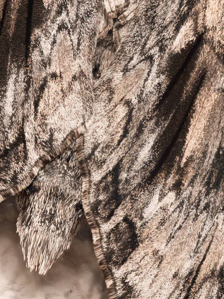 Super macro portrait of a hawk moth on a white textured wall. Stacking macro photo.