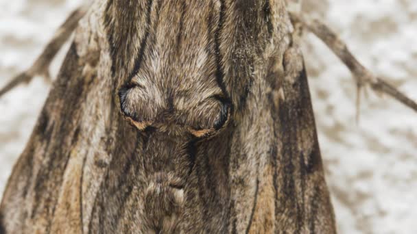 Super Makro Hök Mal Hår Och Fjäll Naturliga Mönster Insektens — Stockvideo