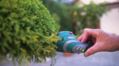 Bahçıvanın elleri küçük bir elektrikli budayıcı ile selvi çalısı kesiyor. Yavaş çekim.