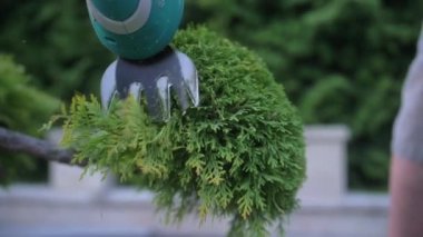 Bahçıvanın elleri küçük bir elektrikli budayıcı ile selvi çalısı kesiyor. Yavaş çekim.