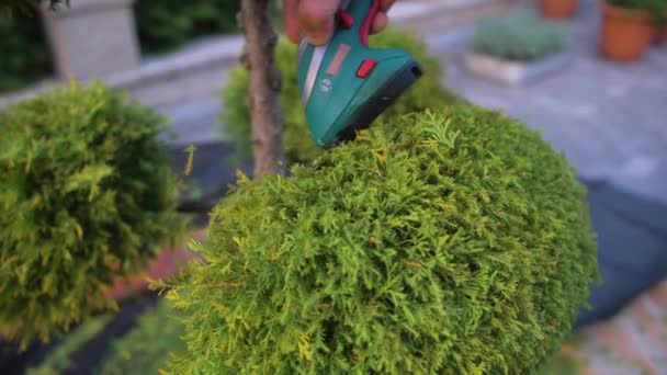 Zahradníkovy Ruce Řežou Cypřišový Keř Kompaktním Elektrickým Nůžkovým Strojem Zpomalený — Stock video