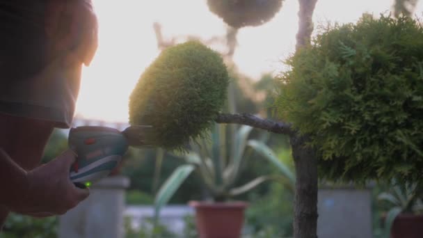 Χέρια Του Κηπουρού Κόβουν Ένα Κυπαρίσσι Ένα Συμπαγές Ηλεκτρικό Χορτοκοπτικό — Αρχείο Βίντεο