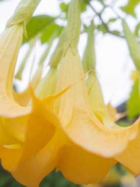 Meleğin trompet çiçekleri veya brugmansia (Brugmansia suaveolens), arka planda parlak gökyüzü solanaceae familyası..
