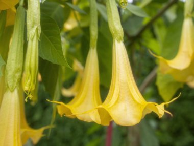 Meleğin trompet çiçekleri veya brugmansia (Brugmansia suaveolens), arka planda parlak gökyüzü solanaceae familyası..
