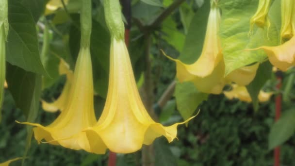 Anielskie Kwiaty Trąbki Lub Brugmansia Brugmansia Suaveolens Solanaceae Rodzinne Tle — Wideo stockowe