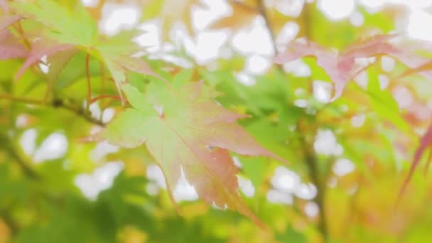 Bladen Den Japanska Lönnen Svajar Vinden Höst Natur — Stockvideo