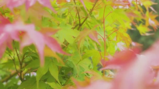 Φύλλα Του Ιαπωνικού Σφενδάμου Ταλαντεύονται Στον Άνεμο Φθινόπωρο Φυσικό Περιβάλλον — Αρχείο Βίντεο