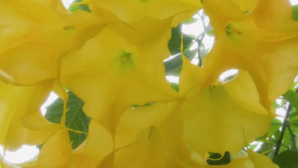 Angel Trumpet Flowers Brugmansia Brugmansia Suaveolens Family Solanaceae Background Bright — Stock Video