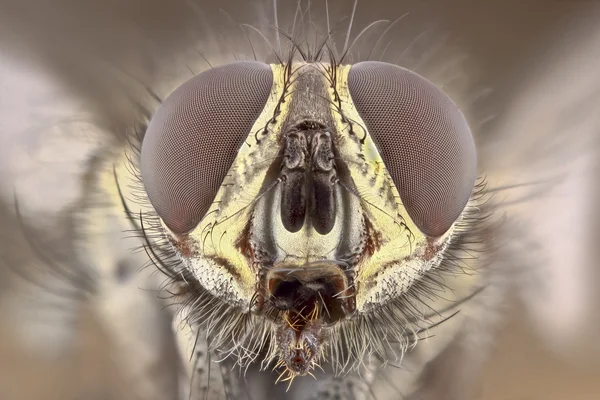 Portrait of blowfly — Stock Photo, Image