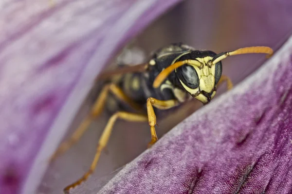 Wasp — Stockfoto