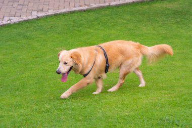 Parkta yürüyen sevimli Golden Retriever köpeği