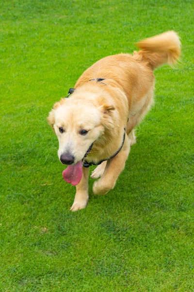 Foto vertical del perro sonriente golden retriever en el parque — Foto de Stock