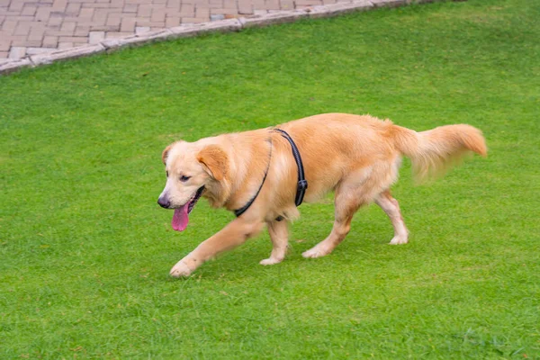 Очаровательная золотистая собака-ретривер гуляет по парку — стоковое фото