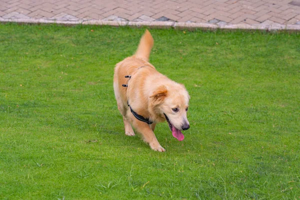 Roztomilý zlatý retrívr pes hraje v zeleném parku — Stock fotografie
