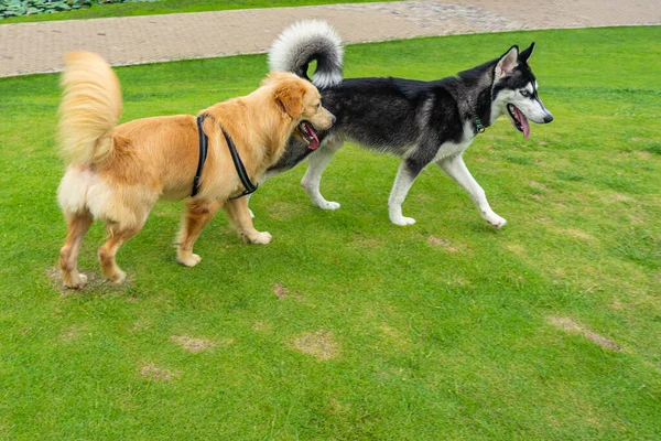 Golden retriever walking along with husky dog at the park — Stock Photo, Image