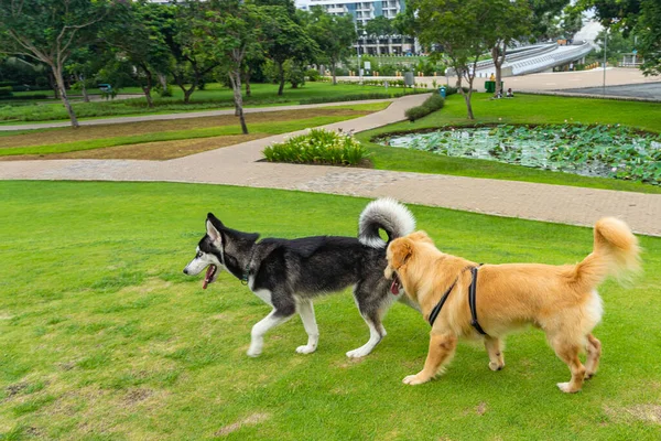 Schattige golden retriever en husky hond wandelen in het park — Stockfoto