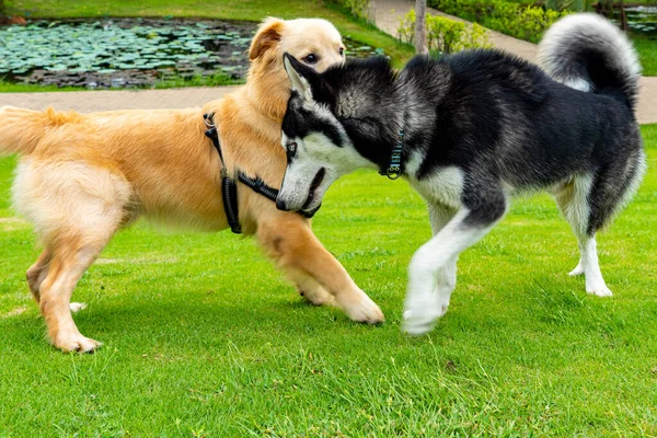 Adorable golden retriever and husky dog playing in the park — Stock Photo, Image