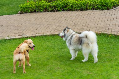 Parktaki sevimli Alaska köpeği ve Golden Retriever köpeği.