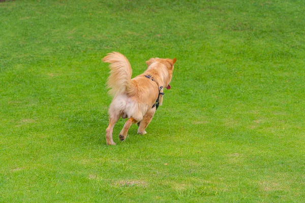Фото золотой собаки, бегущей по траве — стоковое фото