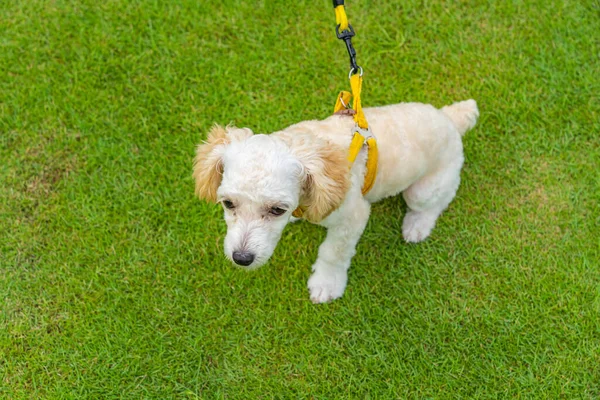 Tiny white poodle puppy sitting on grass field — Stock Photo, Image