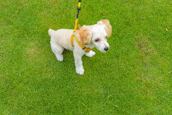 Tiny white poodle puppy wearing dog leash at the park — Stock Photo, Image