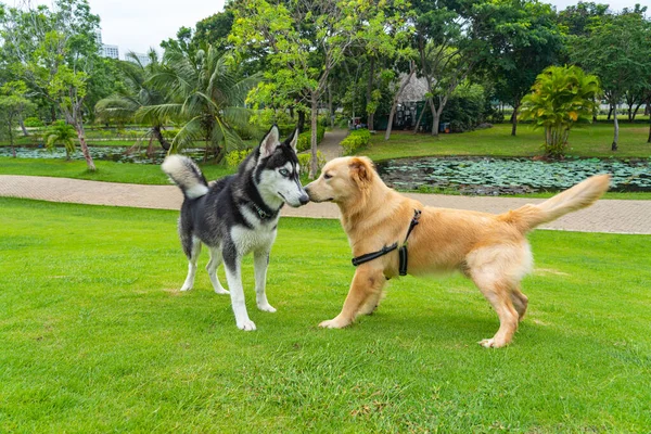 Husky σκυλί και golden retriever στο όμορφο πάρκο — Φωτογραφία Αρχείου