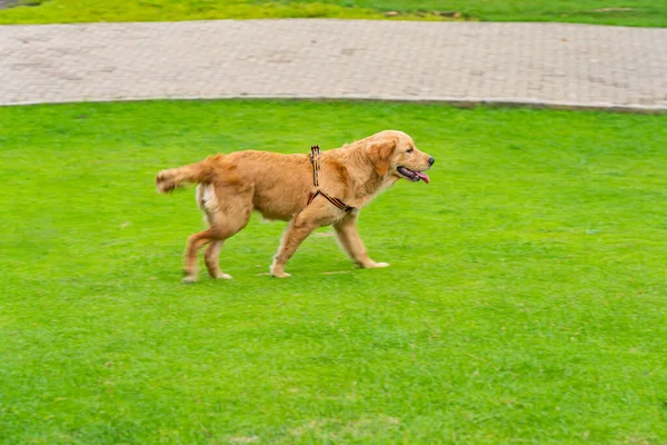 Cute golden retriever dog walking in the park — Stock Photo, Image