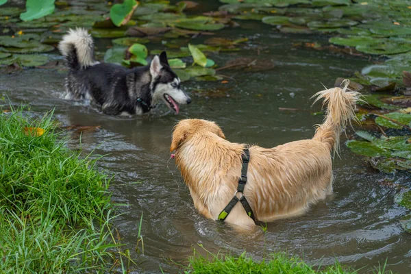 Golden retriever and husky dog playing in the lake — Foto de Stock