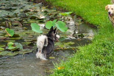 Sevimli Golden Retriever ve Husky Dog parkta yürüyor.