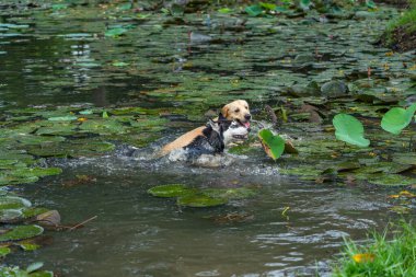 Husky köpek ve golden retriever gölde yüzüyor ve oynuyorlar.