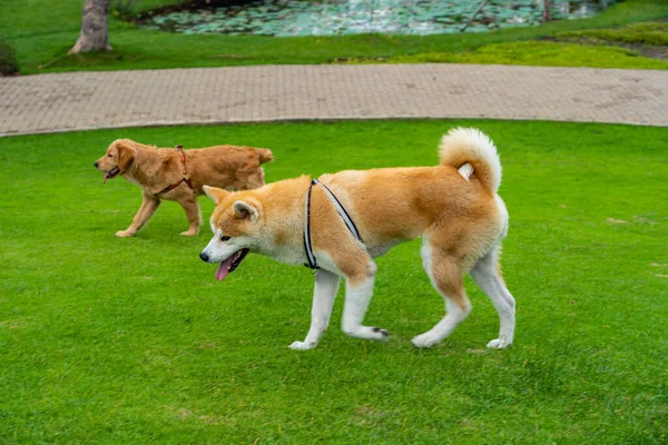 Akita shiba dog and golden retriever dog walking on grass field — Stock Photo, Image
