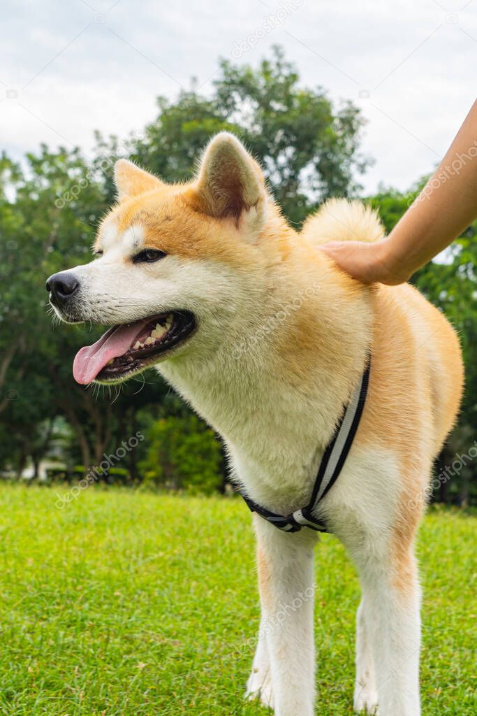 Vertical photo of adorable akita dog smiling in the park