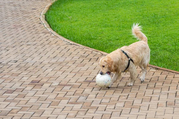 Golden retriever hund leker med bollen i parken — Stockfoto