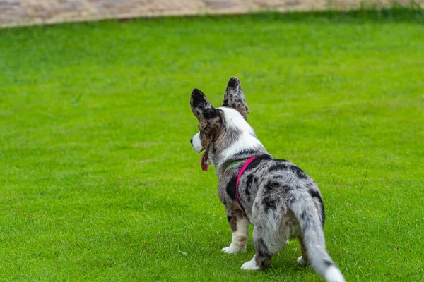 Rear view photo of beautiful Cardigan Welsh Corgi dog — Stock Photo, Image
