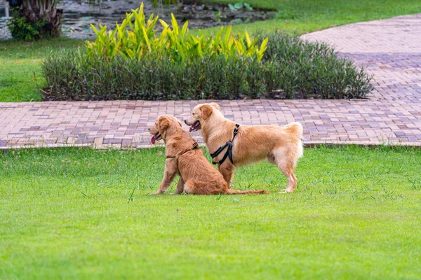 Een paar golden retriever honden zitten in het park — Stockfoto