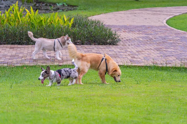 Adorable golden retriever, corgi and husky dog at the park — Stock fotografie