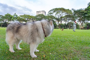 Şirin Alaska köpeği parktaki diğer köpeğe bakıyor.