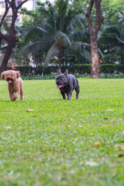 Mooie zwarte Franse bulldog met vriend in het park — Stockfoto