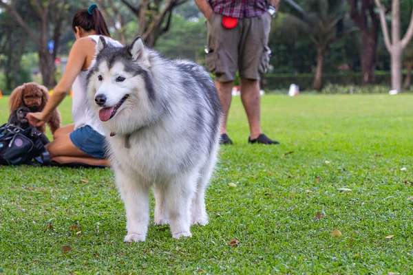 在公园里散步的又大又蓬松的阿拉斯加恶狗 — 图库照片