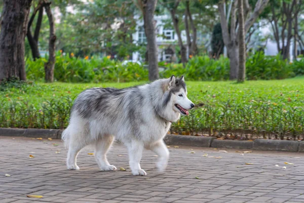 Giant Alaskan Malamute Images Libres De Droit Photos De Giant Alaskan Malamute Depositphotos Giant Alaskan Malamute Images Libres De Droit Photos De Giant Alaskan Malamute Depositphotos