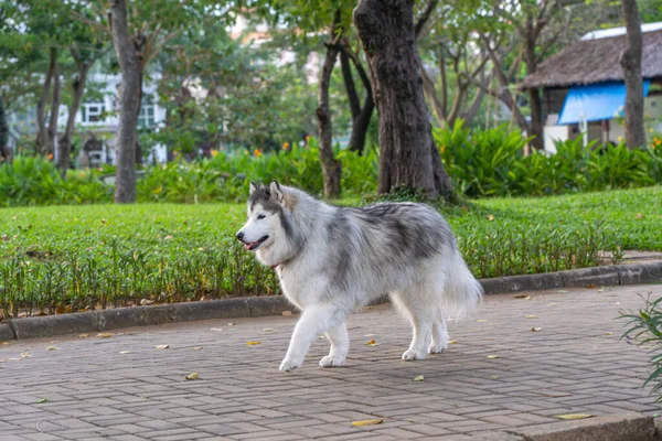 Fotos De Giant Alaskan Malamute De Stock Giant Alaskan Malamute Imagenes Libres De Derechos Depositphotos