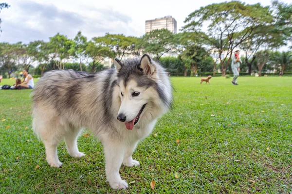 Fotos De Giant Alaskan Malamute De Stock Giant Alaskan Malamute Imagenes Libres De Derechos Depositphotos