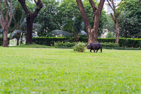 Grande gramado de grama verde no belo parque para animais de estimação e pessoas — Fotografia de Stock