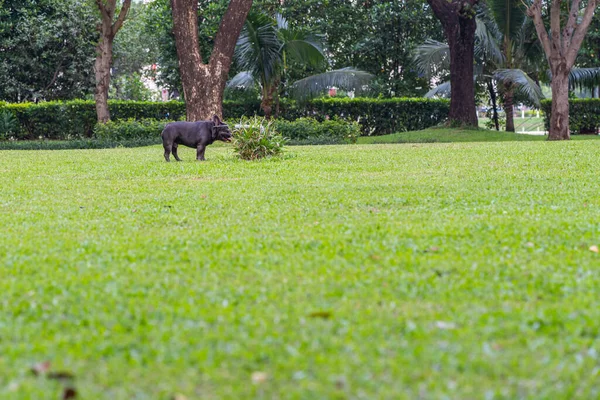 Buldok štěně čichání trávy na trávníku — Stock fotografie