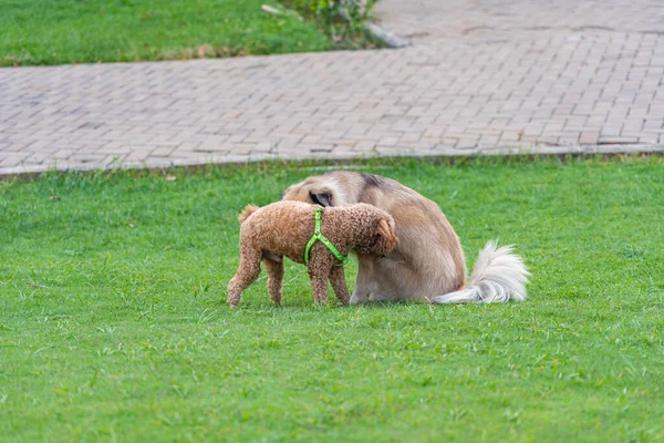 Petit chiot caniche jouer avec son ami sur la pelouse — Photo