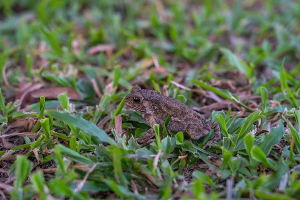 Vue latérale de la petite grenouille assise sur la pelouse — Photo