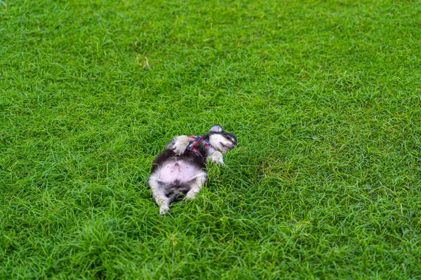 Маленький щенок спит или лежит на зеленом фоне травы — стоковое фото