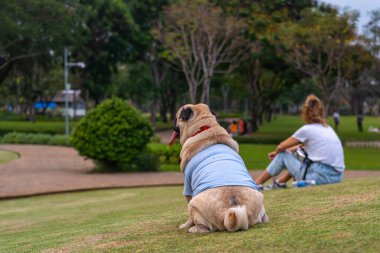 Sahibi ile birlikte çimlerin üzerinde oturan şişko köpek. 